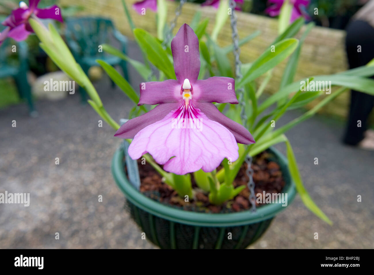 Miltonia Spectabilis `Elizabeth Grenais x Royalty. A single orchid